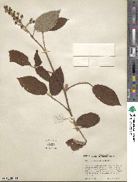 Rubus urticifolius image