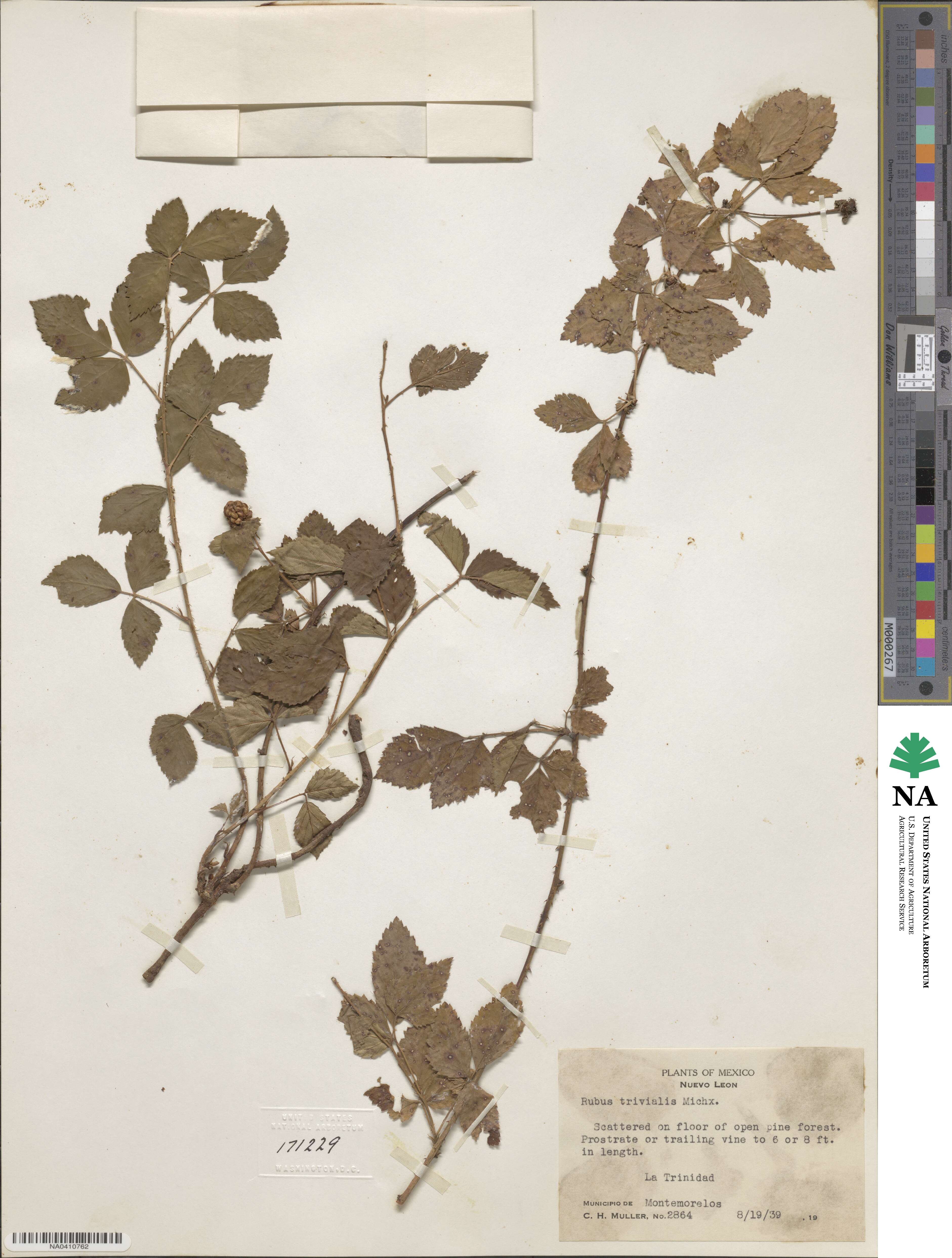 Rubus trivialis image