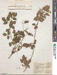 Rubus trivialis image