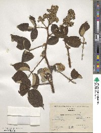 Rubus urticifolius image