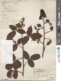 Rubus urticifolius image