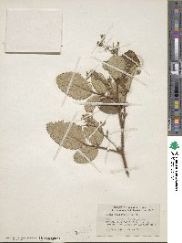 Rubus ellipticus image