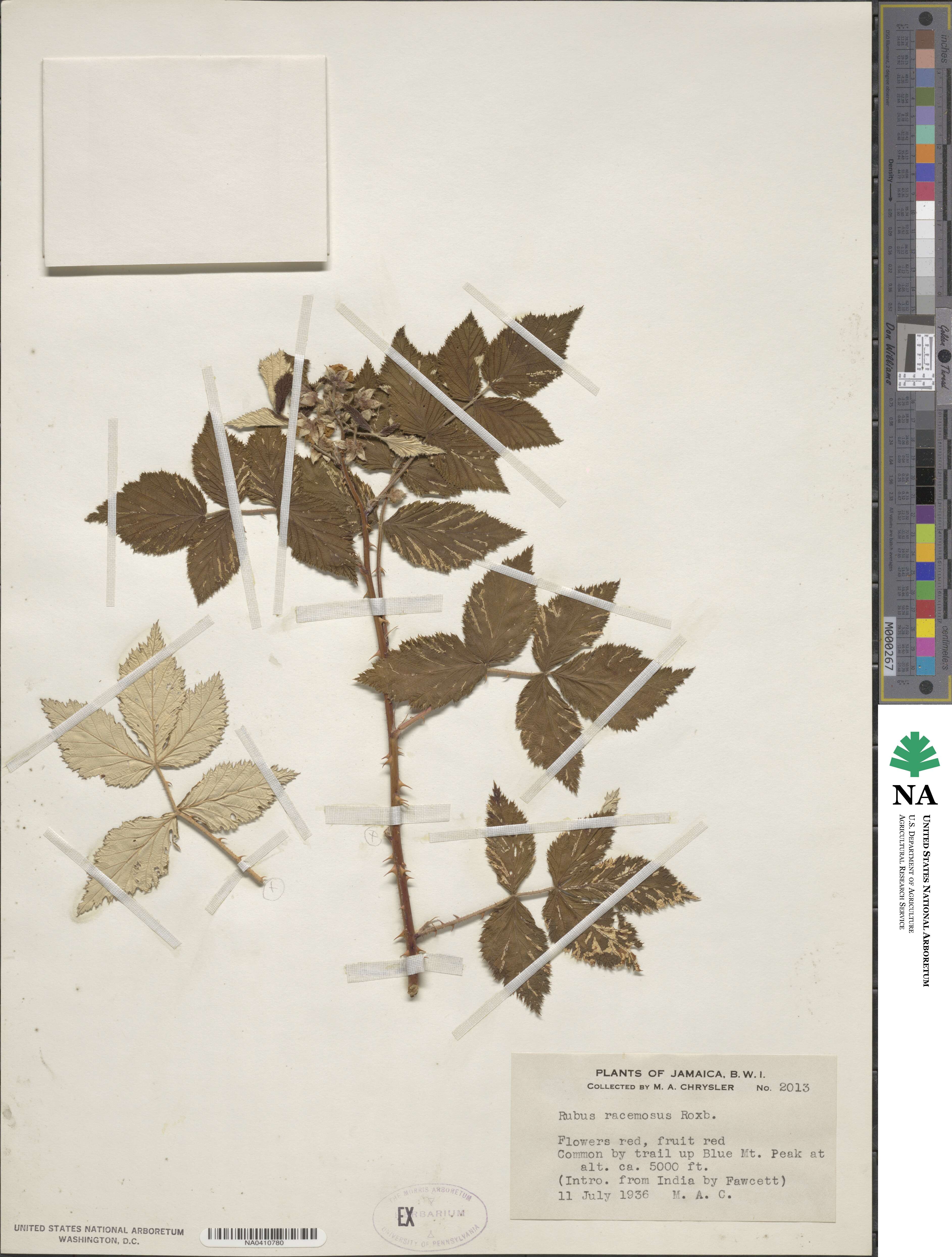 Rubus racemosus image