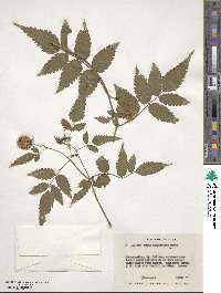 Rubus rosifolius image