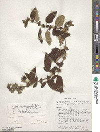 Rubus acanthophyllos image