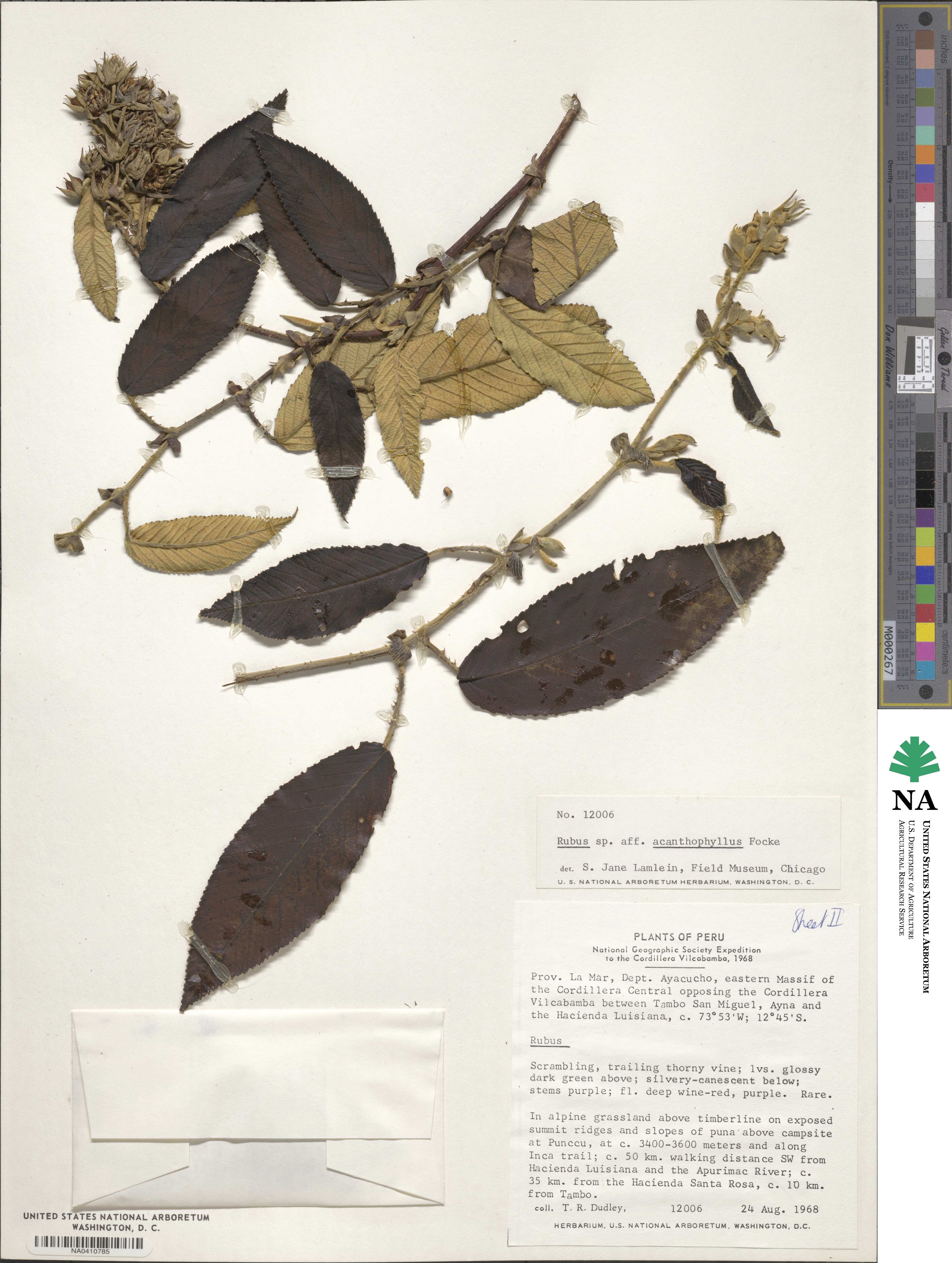 Rubus acanthophyllos image