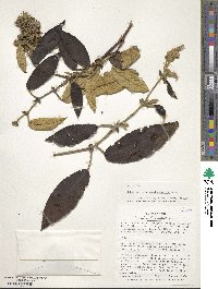 Rubus acanthophyllos image