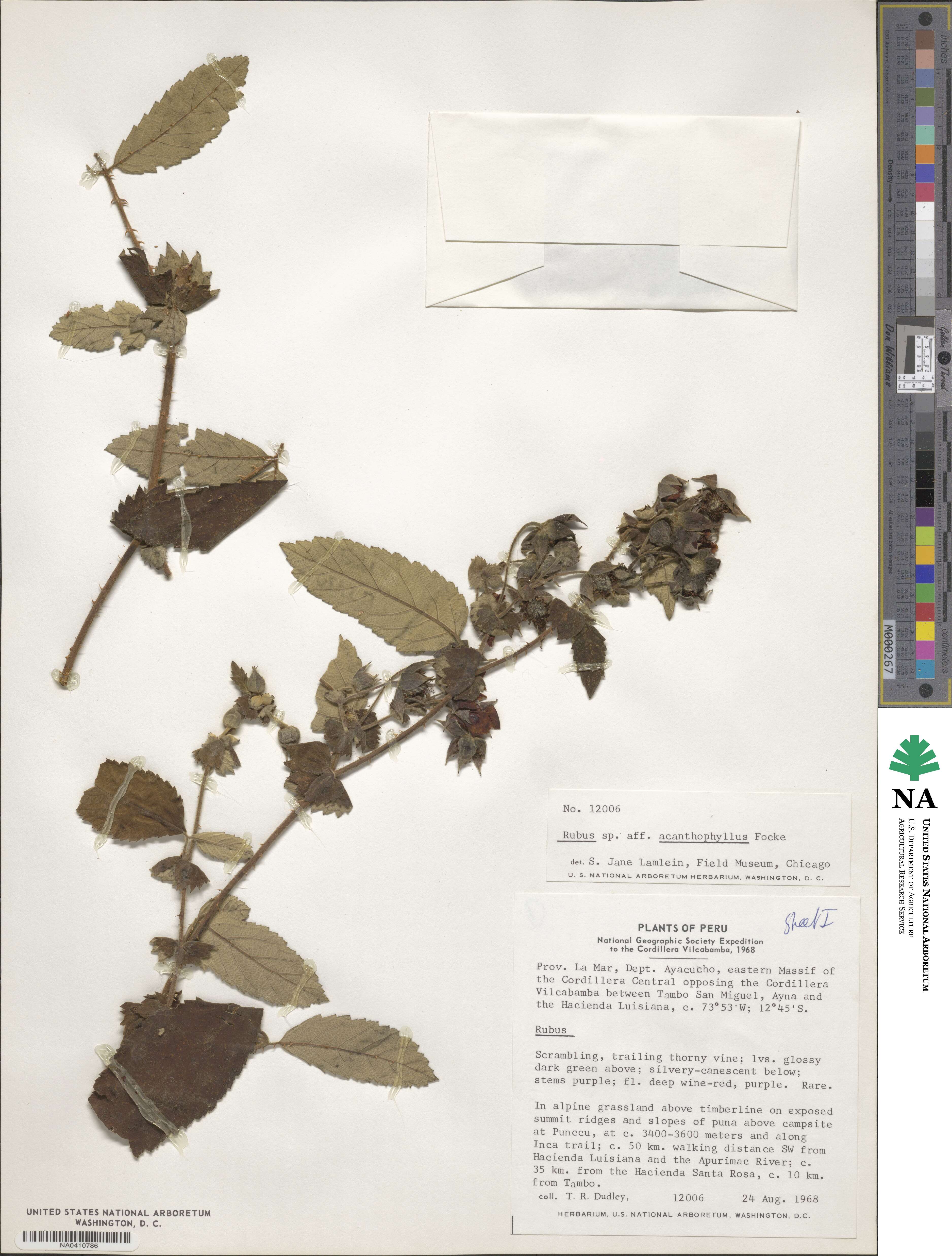 Rubus acanthophyllos image