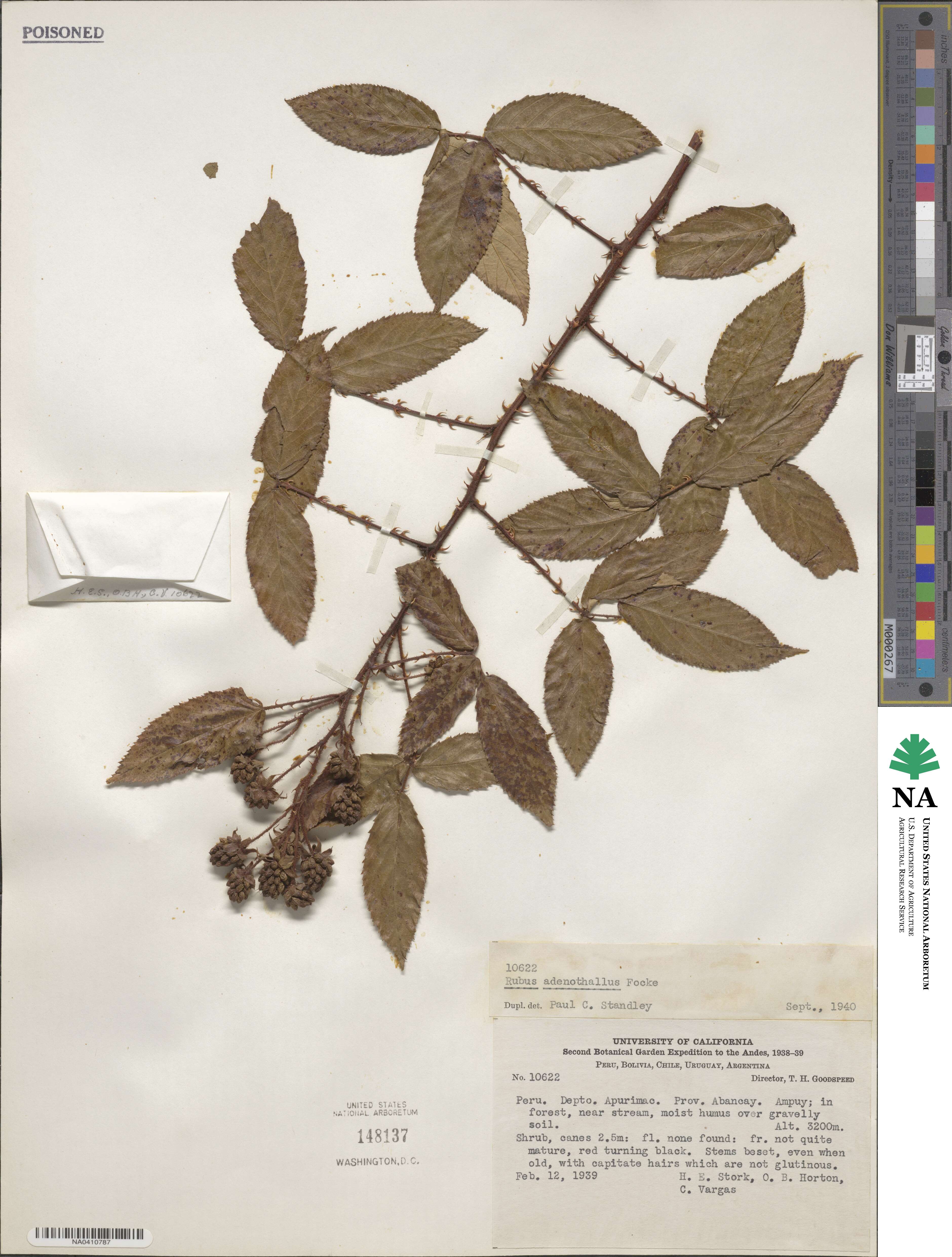 Rubus adenothallus image