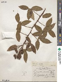 Image of Rubus adenothallus