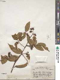 Rubus adenothallus image