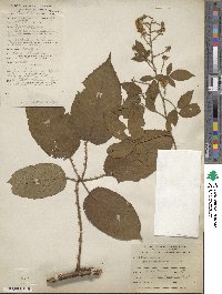 Rubus adenotrichos image