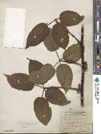 Rubus adenotrichos image