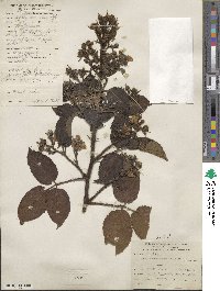 Rubus adenotrichos image