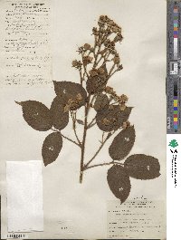 Rubus adenotrichos image