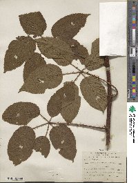 Rubus adenotrichos image