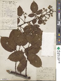 Rubus adenotrichos image