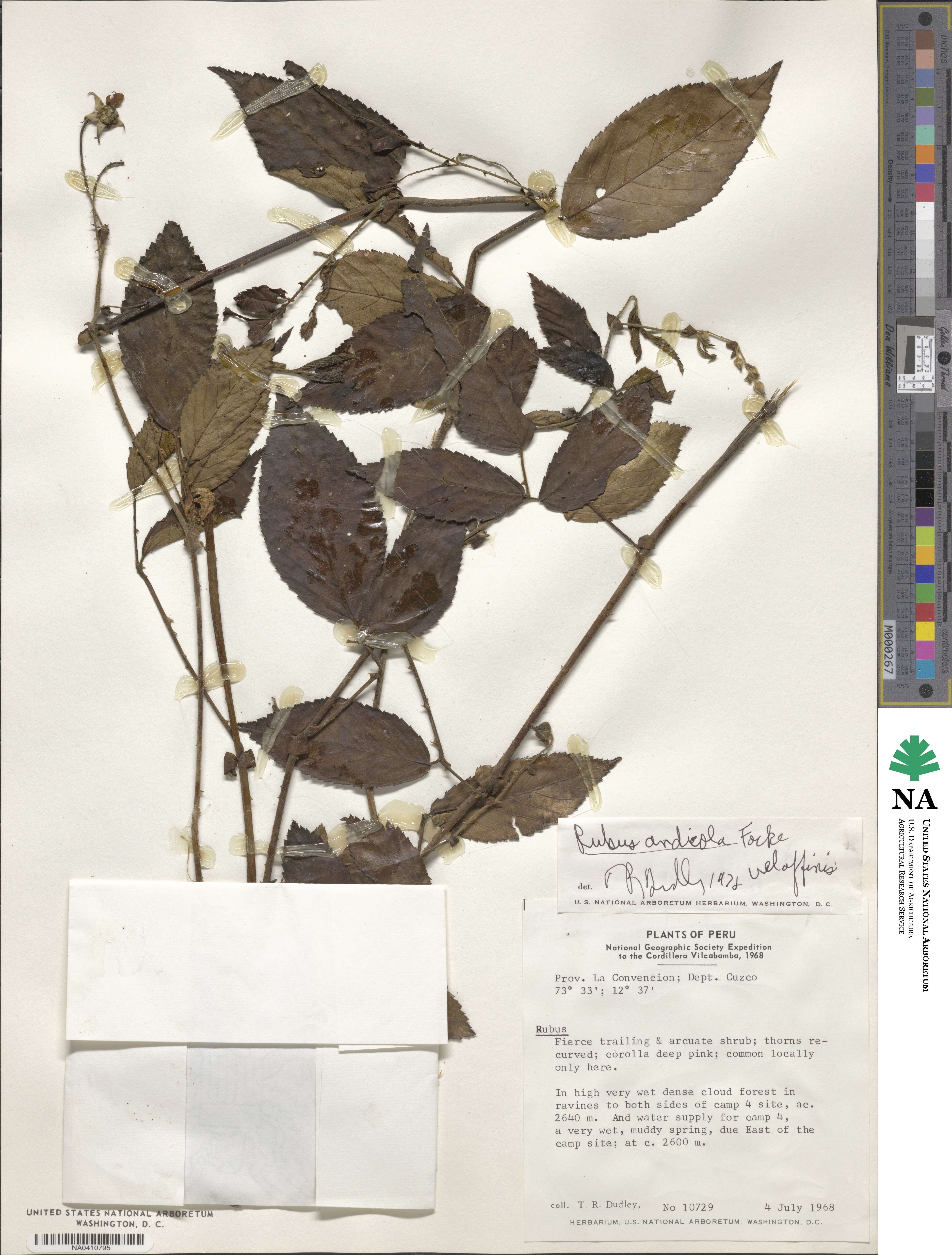 Rubus andicola image