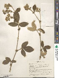 Rubus bogotensis image