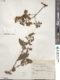 Rubus bogotensis image