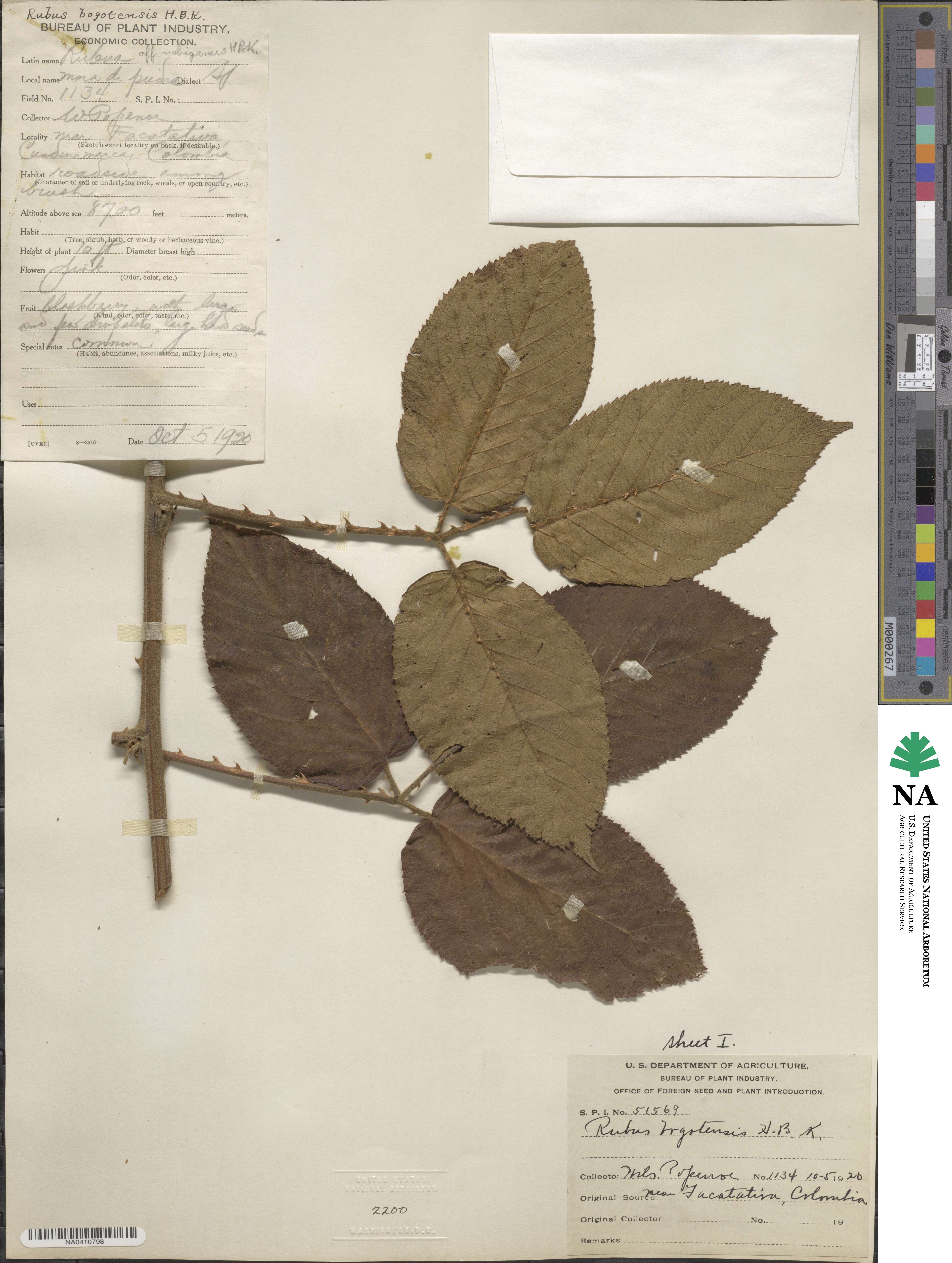 Rubus bogotensis image