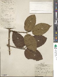 Rubus bogotensis image