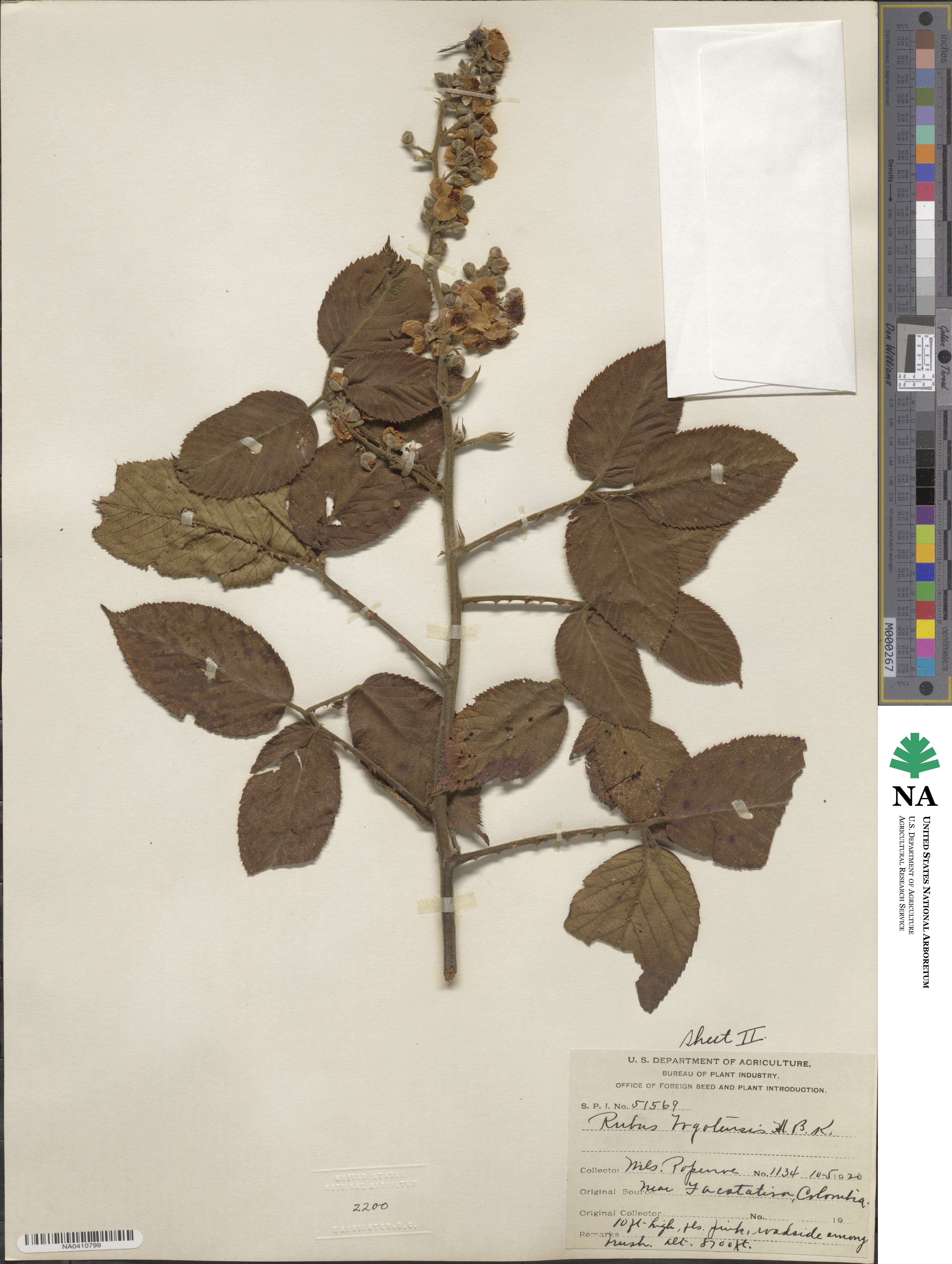 Rubus bogotensis image