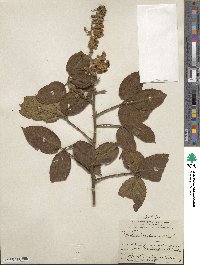 Rubus bogotensis image