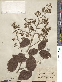 Rubus boliviensis image