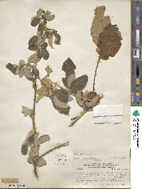 Rubus boliviensis image