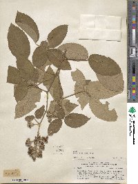 Rubus boliviensis image