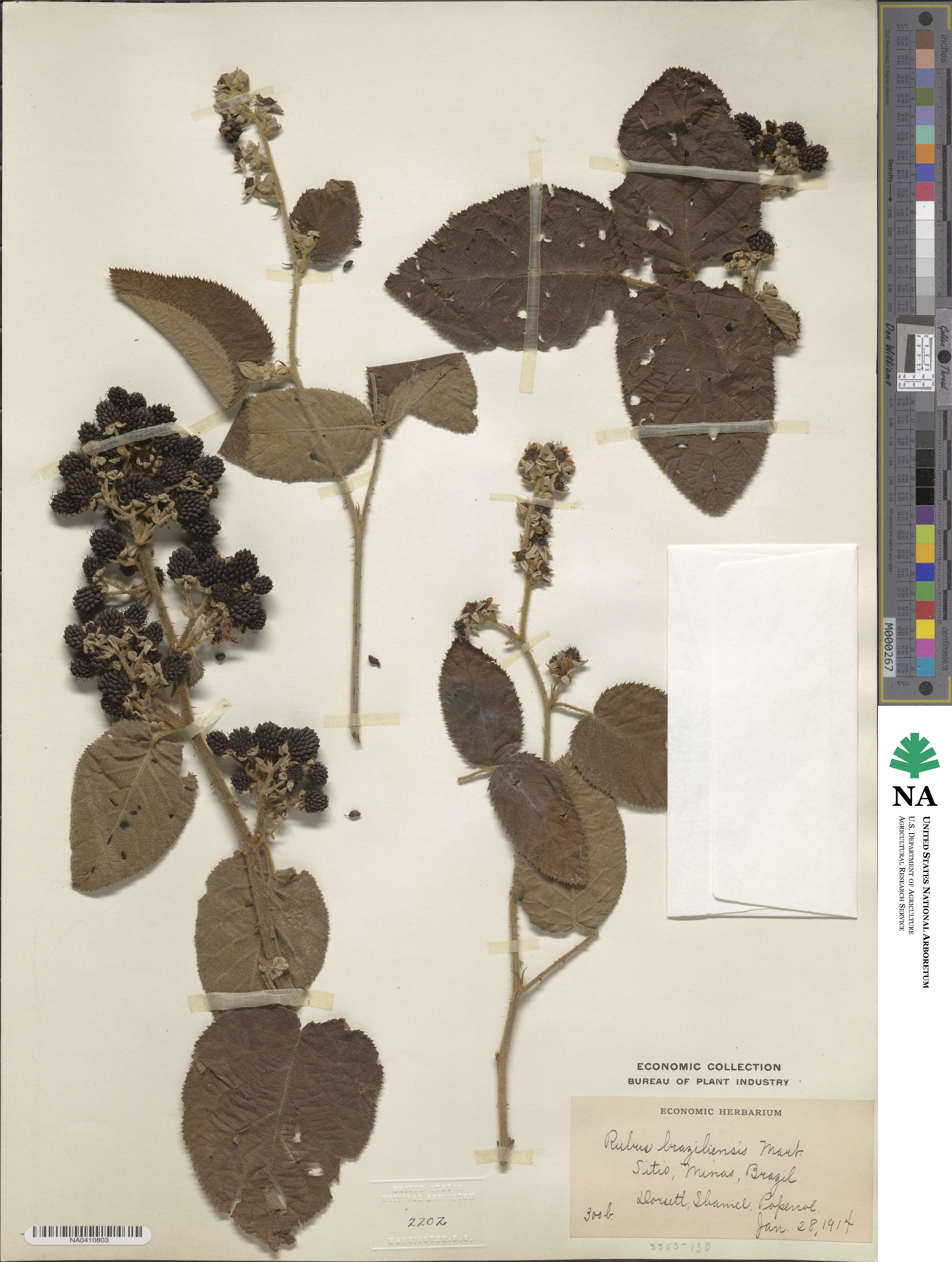 Rubus brasiliensis image