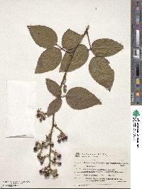 Rubus brasiliensis image