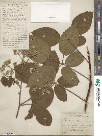 Rubus floribundus image