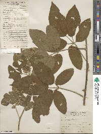 Rubus floribundus image