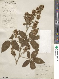 Rubus floribundus image