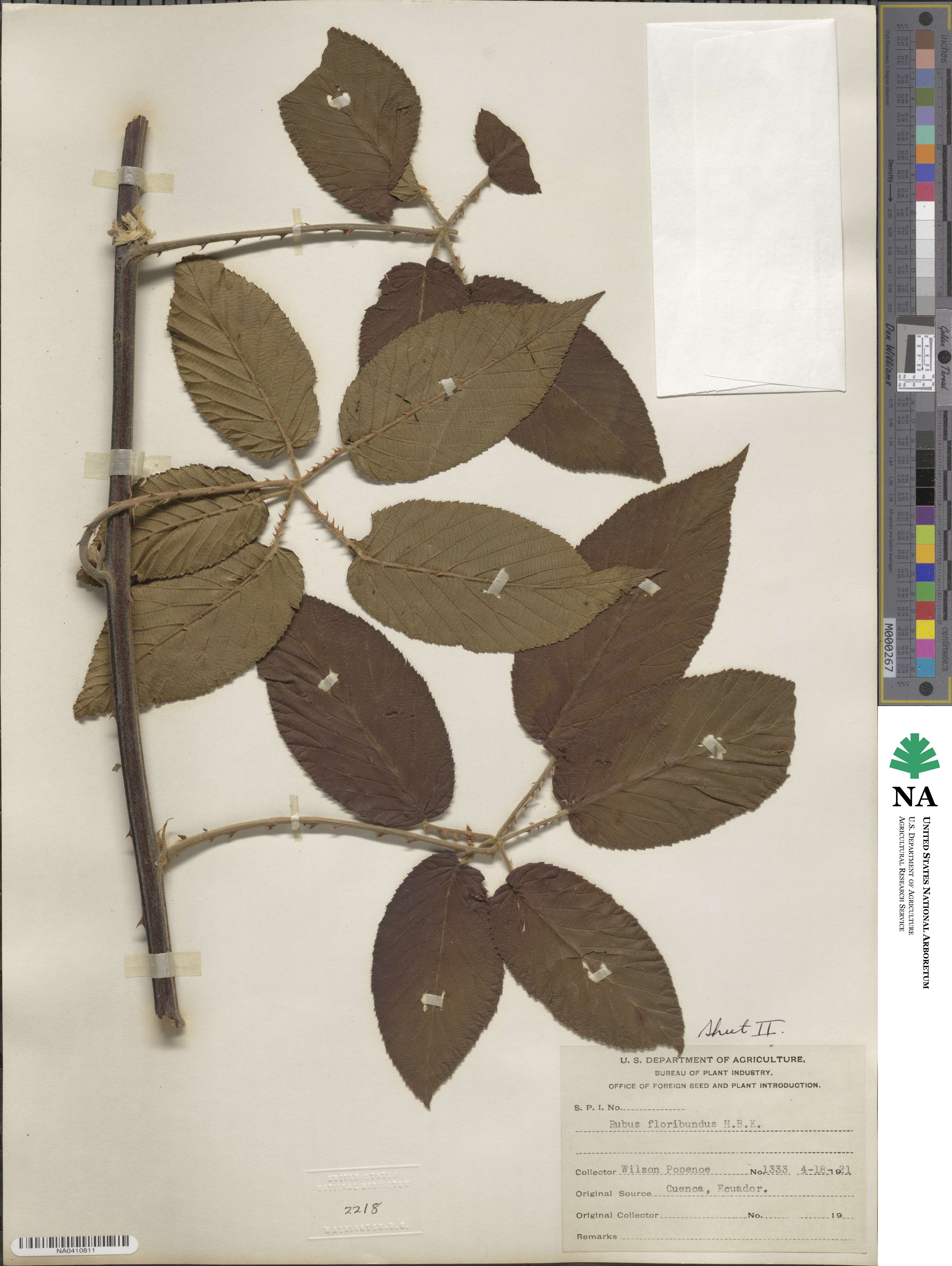 Rubus floribundus image