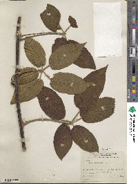 Rubus floribundus image