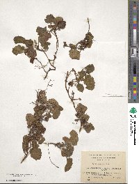 Rubus geoides image