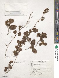 Rubus geoides image