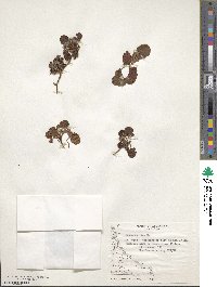 Rubus geoides image