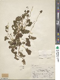 Rubus geoides image