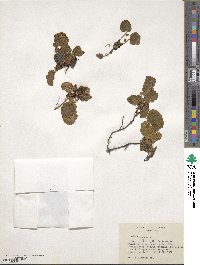 Rubus geoides image