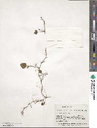 Rubus geoides image