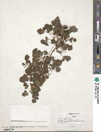 Rubus geoides image