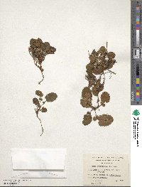 Rubus geoides image