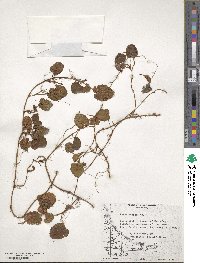 Rubus geoides image