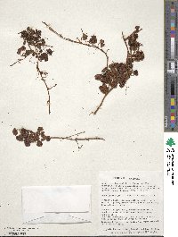 Rubus geoides image