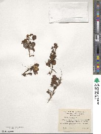 Rubus geoides image