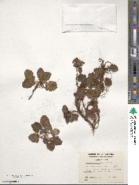 Rubus geoides image